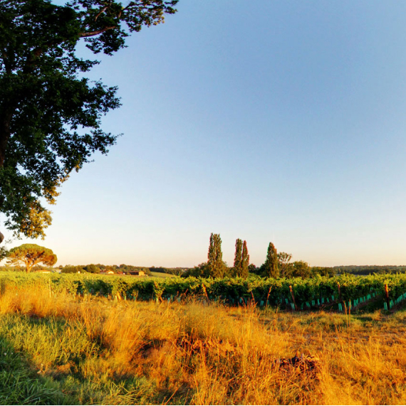 LE DOMAINE DE PAPOLLE